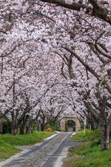 桜のアーチ＠佐賀県武雄市