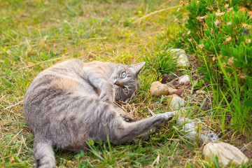 Cat lying on side on the grass looking at camera