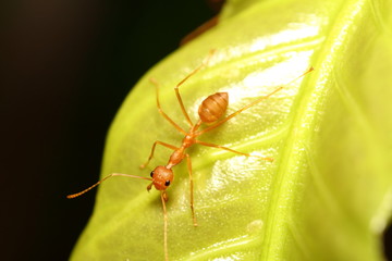 Ant working
