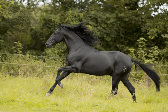 Spanischer Rappe