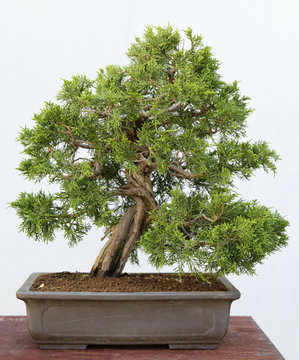 Juniperus chinensis itoigawa bonsai on a wooden table