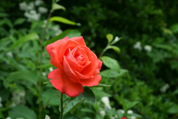 rose