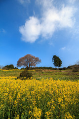 馬場の一本桜＠佐賀県武雄市