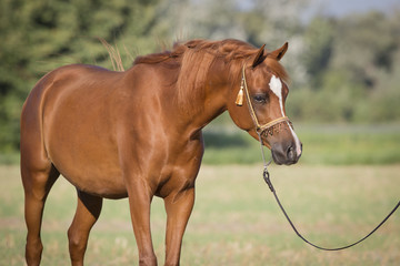 Fototapeta premium Vollblut Araber Hengst