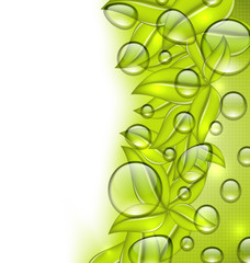 Water drops on fresh green leaves texture, copy space for your t