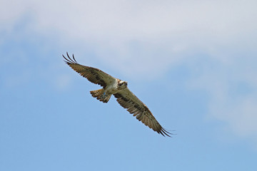 Majestic osprey in flight against blue skies and white clouds