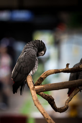 African Grey Parrot.