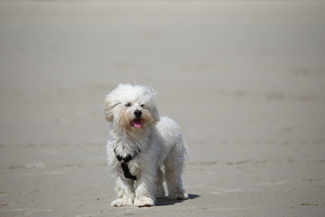 Dog on a Beach