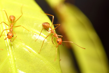 Ant working
