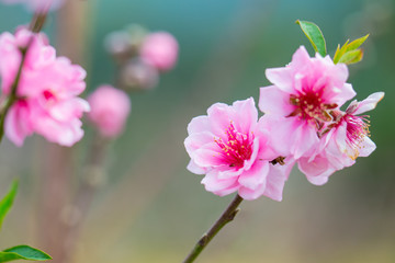 Wild himalayan cherry spring blossom.