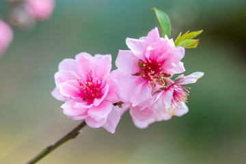 Naklejka na ściany i meble Wild himalayan cherry spring blossom.