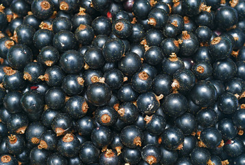 Blackcurrant