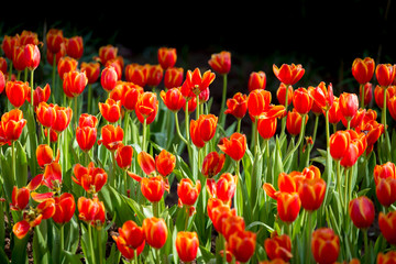 Obraz premium Beautiful tulips in the garden flowers.