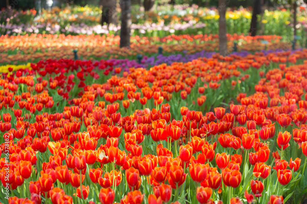 Wall mural beautiful tulips in the garden flowers.