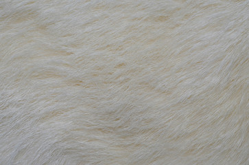 white fur texture background