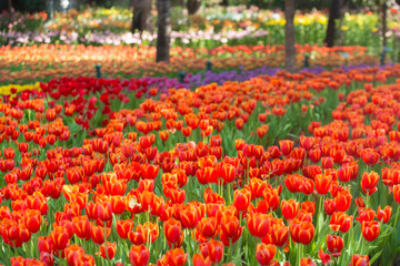 Beautiful tulips in the garden flowers.