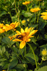 Yellow flowers (asteraceae) and a bumblebee in the early morning