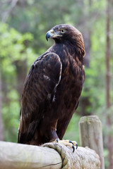 Golden Eagle