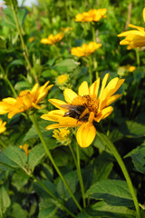 Yellow flowers (asteraceae) and a bumblebee in the early morning  with fresh green leaves - in the light of the rising sun