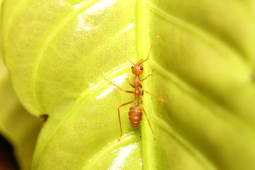 Ant working