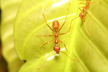 Fototapeta premium Ant working