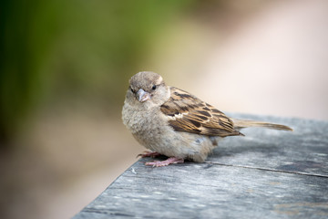 House Sparrow

An image of a house sparrow sitting on a park bench in the sun
