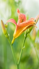 Gelbrote Taglilie / yellow daylily