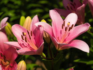 Naklejka premium ユリ