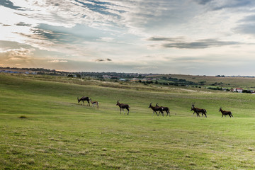 Antelope. South Africa
