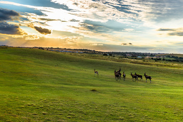 Antelope. South Africa
