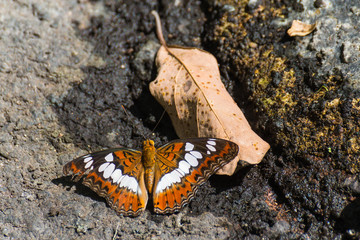 Brown Butterfly perched on the ground nearby dry leaf