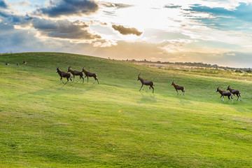 Antelope. South Africa
