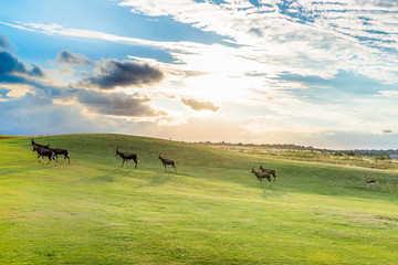 Obraz premium Antelope. South Africa 