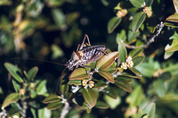 Above bush cicada