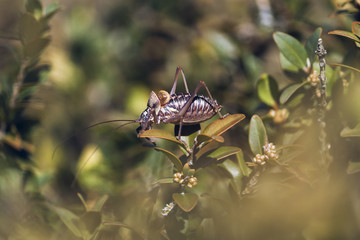 Above bush cicada