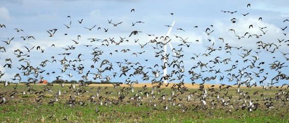 flock of birds