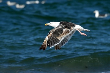 Seagull in flight