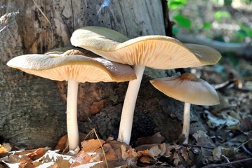 Fototapeta premium Mushrooms on tree stump