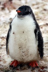 Eselspinguin