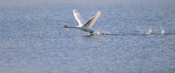 Swan ready for take off