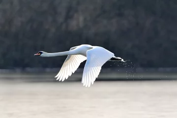 Wall murals Swan Mute swan in flight