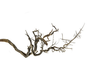 dry branch