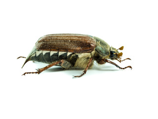 cockchafer