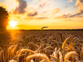 Weizenfeld im Sonnenuntergang