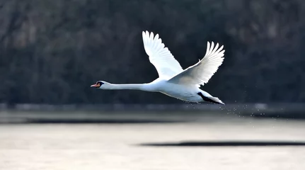 Printed roller blinds Swan Stork in the nest