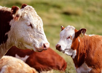 Cow and calf © pixelnest