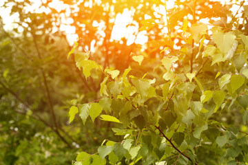 branches of birch tree in the garden of rural life