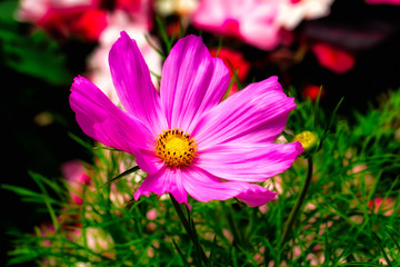 Fototapeta premium Blüte frühling, hübsch,blume