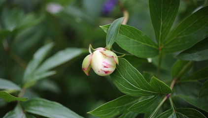 peony flower garden rural life