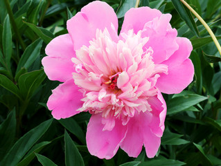 peony flower garden rural life